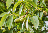 Ceviz ağacının dibinde sakın oturmayın; Neler oluyormuş neler