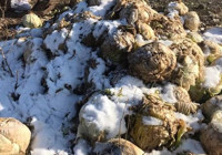 Tonlarca lahana tarlada kaldı