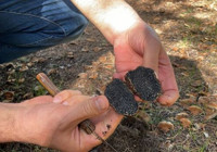 Isparta'da yeni bir mantar türü keşfedildi