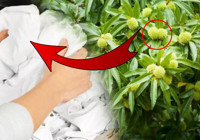 Beyazları inci gibi parlatıyor- 8 tanesini bıçakla bölüp makinaya atın