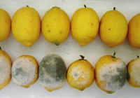 Limonu saklama tüyosu- Aylarca bozulmuyor ve küflenmiyor