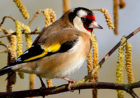 Evde bu kuş türlerini sakın beslemeyin; Bu bilgiden sonra hepsini salacaksınız