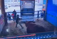 Boğanın saldırdığı mezbaha çalışanı yaşamını yitirdi