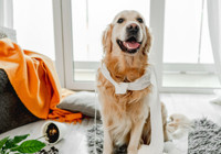 ''Ya köpek ya ben'' deyip evi terk etti: 9 yıllık evlilik bitti!