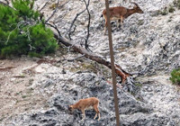 Nesli tehlike altındaki yaban keçilerinin sayısı arttı