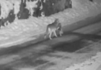 Yerleşim yerine inen kurt, sokak köpeğini parçaladı