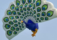 Mardinli tavus kuşu, bu kez Hindistan’da uçtu