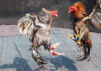 Horoz dövüştürdüler 578 bin TL ceza yediler