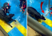 Hayvana balta ve bıçakla eziyet etmişlerdi: 5 kişi tutuklandı!