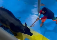 Et entegre tesisinde hayvana eziyet: Defalarca baltayla vurdular!