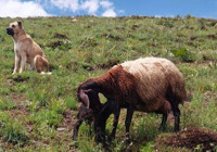 2 gündür kayıp olan Kangal köpeği, yaylada doğum yapan koyunla yavrusunu korurken bulundu