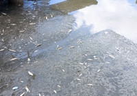 Yeşilırmak'ta balık ölümleri