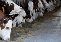 Hayvancılığa yeni destek modeli geliyor
