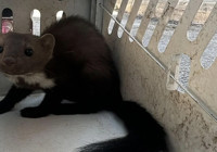 Eskişehir'de sansar tehlikesi: Evlerde ve depolarda saklanıyorlar