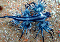 Görenleri hayrete düşürdü: İşte en tuhaf görünüme sahip 14 hayvan listesi