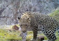 Antalya'da Anadolu parsını avlamanın cezası 30 milyon TL