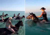 Denizde at turu tepki çekti: 'Hayvana eziyet'