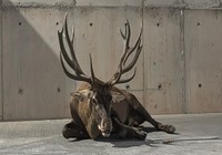 Yaralı kızılgeyiğin sağlık durumu iyiye gidiyor