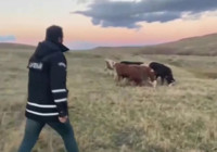 Erzurum'da sıra dışı hırsızlık: Hayvanları çalıp Kars'a taşıdı