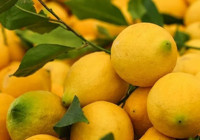 Soğuk hava limonu vurdu: Limonun adedi 24 lira oldu!: Rekolte düştü, fiyatlar uçtu