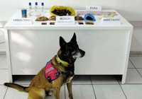 Muğla'da apart odasındaki uyuşturucuyu 'Uçak' buldu; 1 tutuklama