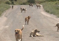 81 ile müfettiş gönderildi: Sokak köpekleri tartışması! 14 gün sürecek