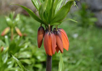 Erzincan'da ters laleleri koparana ceza var