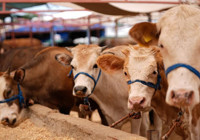 ‘Acele’ koduyla tüm pazarlar kapatıldı! "Genetik değişiklik tespit edildi