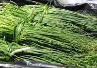 Van'da dağlardan toplanan otlar hem şifa hem kazanç sağlıyor