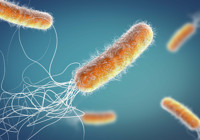 Hastane ortamlarında tehlike: Pseudomonas aeruginosa plastikleri besin kaynağı olarak kullanabiliyor!