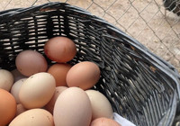 Yumurta üretimi 6 ayda 330 milyon azaldı