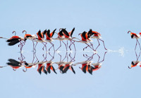 Kuraklık, Tuz Gölü'ndeki flamingo cennetini tehdit ediyor