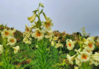 Ordu'ya özgü çiçeği koparmanın cezası 240 bin lirayı aşıyor