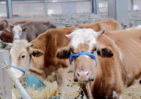 Şap hastalığı nedeniyle hayvan pazarları kapatıldı: Et fiyatları yükselir mi?