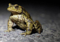 Kurbağa zehriyle "arınma ritüeli" yoğun bakımda bitti