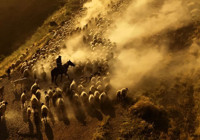 Bitlis'te sürülerin tozlu yolculuğu havadan görüntülendi