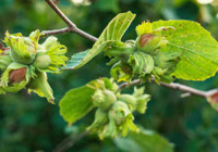 2025 fındık alım fiyatları belli oldu