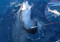 Türk sularında görülmemiş olay: 6 metrelik köpek balığı oltaya takıldı