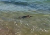 Edirne'de su samurunun deniz keyfi