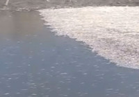 Hatay’da balık ölümleri yaşandı