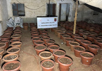Şanlıurfa’da su bidonunda tabanca, saksılarda kenevir ele geçirildi; 7 gözaltı