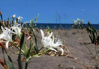 Tek bir dalı bile servet değerinde: Bedeli 380 bin TL