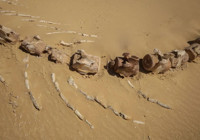 26 milyon yıllık keskin dişli balina türü Avustralya'da bulundu