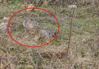 Dünyanın en delikanlı hayvanı Türkiye'de! Hiç kimseye eyvallahı yok