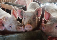 Tıp tarihine geçti: Domuz akciğeri insana nakledildi