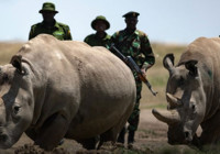 Bu hayvanlardan sadece iki tane var: 24 saat silahlı koruma