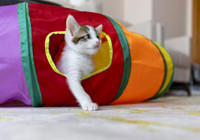 Kanser tedavisinde yeni umut kediler! ABD'de yeni yapılan deneme ortaya çıkardı