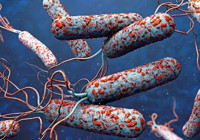 31 ülkede kolera alarmı! 4 bin 738 kişi hayatını kaybetti: Acil müdahale çağrısı yapıldı