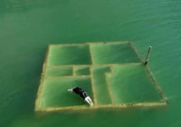 Yusufeli'de baraj sularına gömülen anıları için daldı