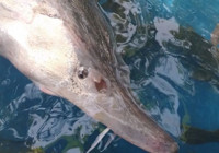 Elazığ'da bir balıkçı Sibirya Mersin balığı yakaladı: Havyarının değeri 2 milyon lira